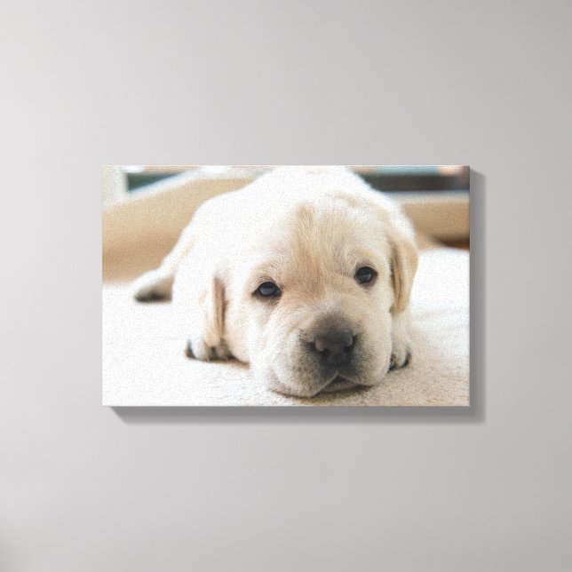 Sömnig Golden Labrador Puppy Canvastryck (Framsida)