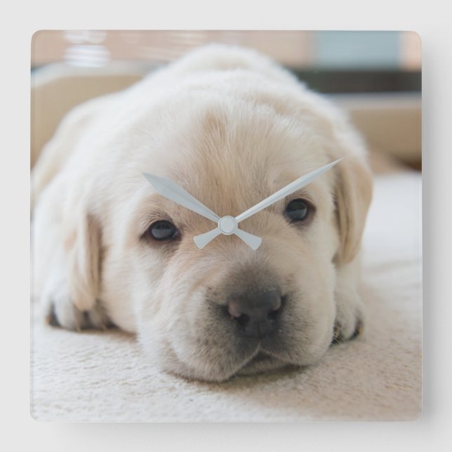 Sömnig Golden Labrador Puppy Fyrkantig Klocka (Framsida)
