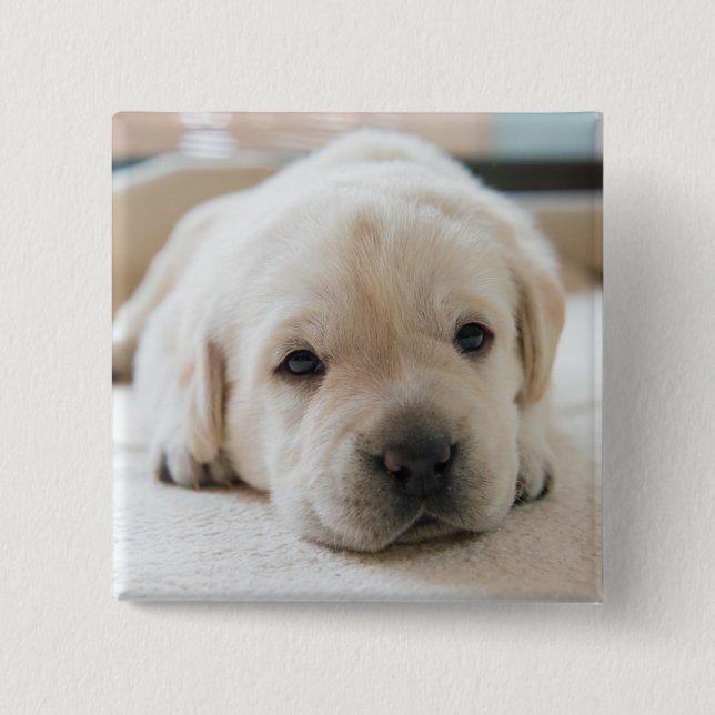Sömnig Golden Labrador Puppy Knapp (Framsida)
