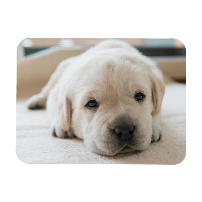 Sömnig Golden Labrador Puppy Magnet (Horisontell)