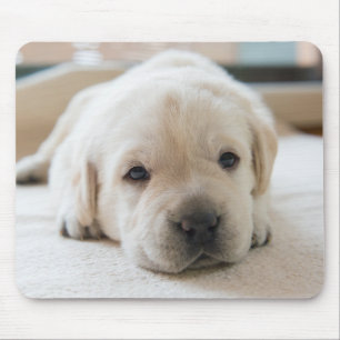 Sömnig Golden Labrador Puppy Musmatta