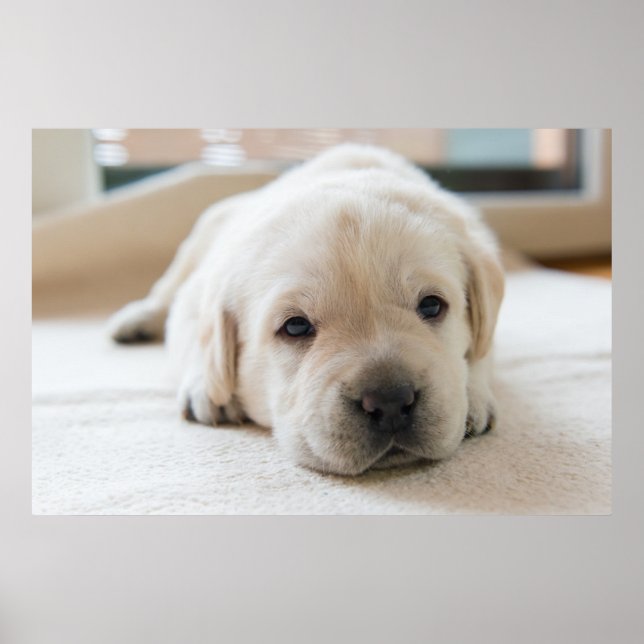 Sömnig Golden Labrador Puppy Poster (Framsidan)