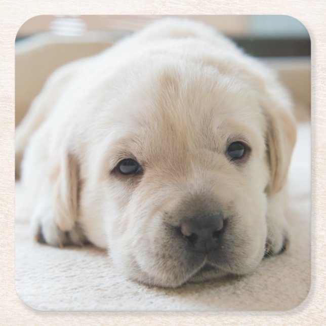 Sömnig Golden Labrador Puppy Underlägg Papper Kvadrat (Framsidan)