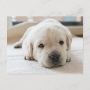 Sömnig Golden Labrador Puppy Vykort