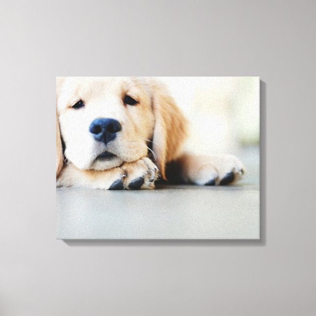 Sömnig Golden Retriever Puppy Canvastryck (Framsida)