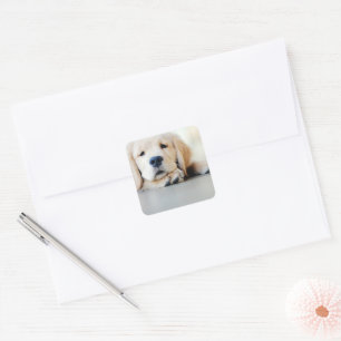 Sömnig Golden Retriever Puppy Fyrkantigt Klistermärke