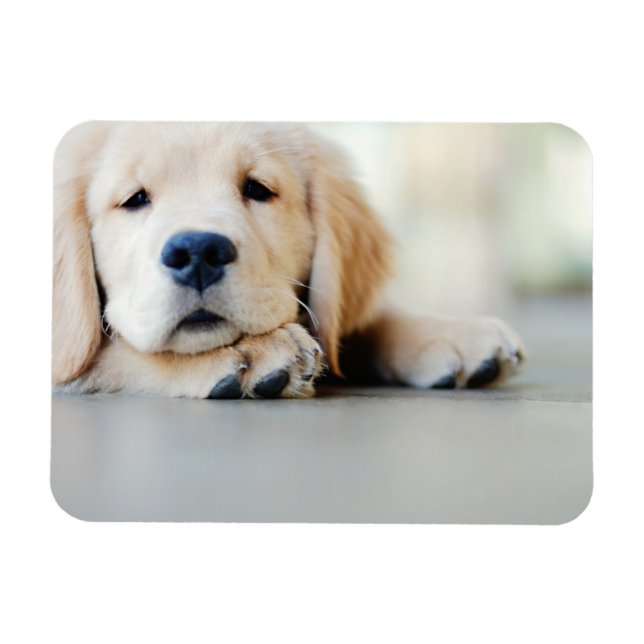 Sömnig Golden Retriever Puppy Magnet (Horisontell)