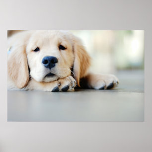 Sömnig Golden Retriever Puppy Poster