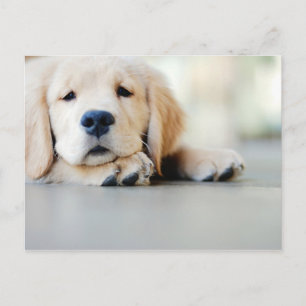 Sömnig Golden Retriever Puppy Vykort