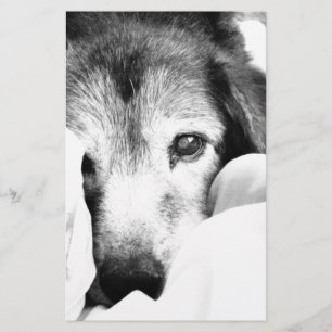 sömnig gosande hund på säng svart vit brevpapper