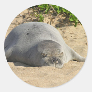 Sömnig hawaiian Munk Seal Runt Klistermärke