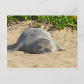 Sömnig hawaiian Munk Seal Vykort