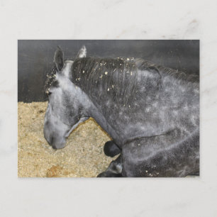 Sömnig Horse på mässan Vykort