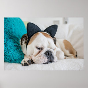 Sömnig hund för Getty bilder   med Poster