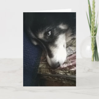 Sömnig Hund Helgkort