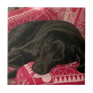 Sömnig Hund Kakelplatta