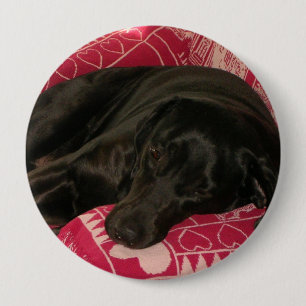 Sömnig Hund-knapp Knapp