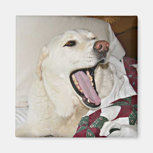 Sömnig hund magnet (Framsidan)