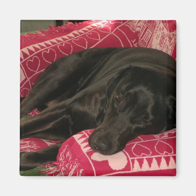 Sömnig Hund Magnet (Framsidan)