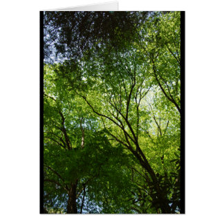 Sömnig ihåligt träd OBS kort