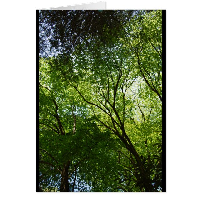 Sömnig ihåligt träd OBS kort (Framsidan)