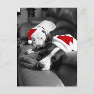 sömnig jul pitbull valpar söta tomte helg vykort