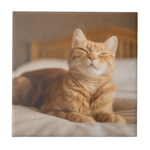 Sömnig katt för Getty bilder Kakelplatta