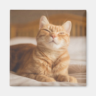 Sömnig katt för Getty bilder Magnet