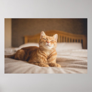 Sömnig katt för Getty bilder Poster