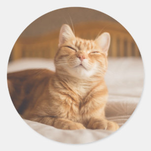 Sömnig katt för Getty bilder Runt Klistermärke