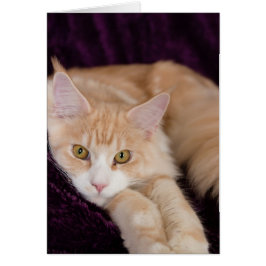 Sömnig katt hälsningskort