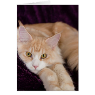 Sömnig katt hälsningskort