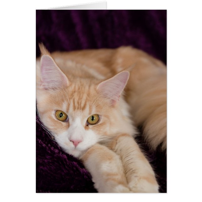 Sömnig katt hälsningskort (Framsidan)