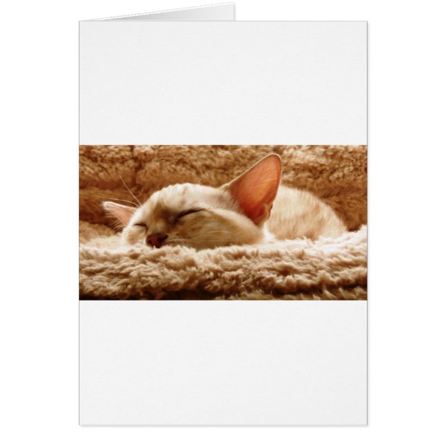 Sömnig Katt Hälsningskort (Framsidan)