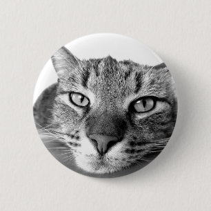 Sömnig Katt Knapp