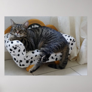 Sömnig katt poster