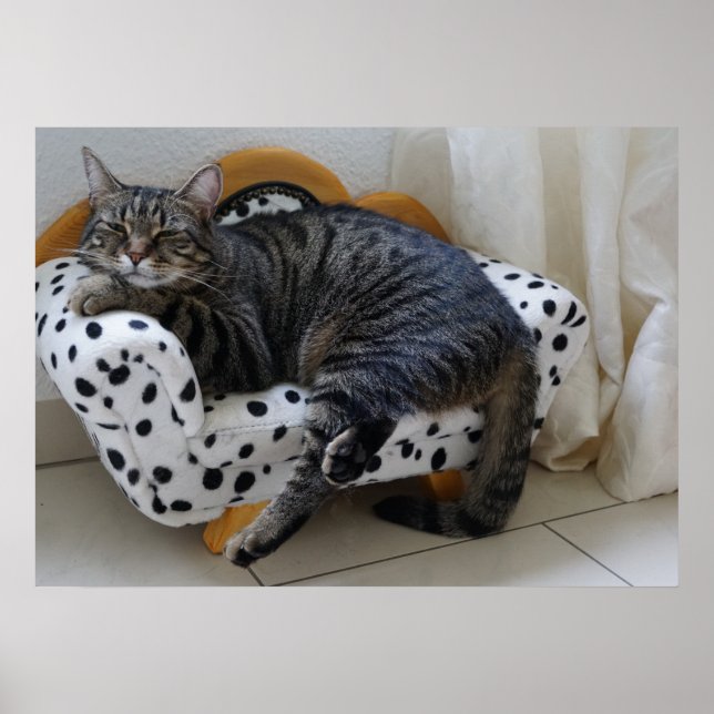 Sömnig katt poster (Framsidan)
