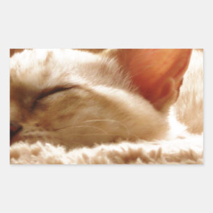 Sömnig Katt Rektangulärt Klistermärke
