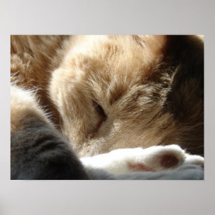 Sömnig Kattunge Poster