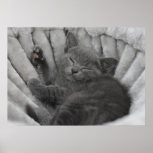 Sömnig kattunge poster
