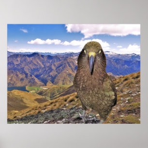 Sömnig Kea Poster
