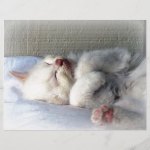 Sömnig Kitten