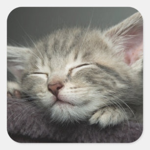 Sömnig Kitten Fyrkantigt Klistermärke