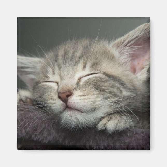Sömnig Kitten Magnet (Framsidan)