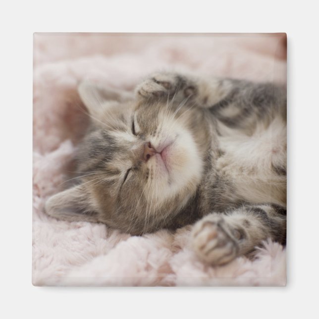 Sömnig Kitten Magnet (Framsidan)