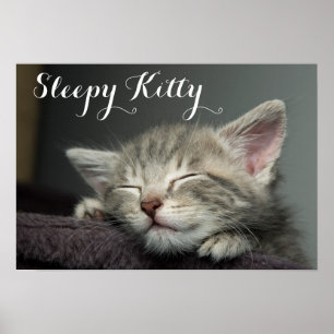 Sömnig Kitten Poster