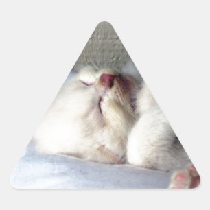 Sömnig Kitten Triangelformat Klistermärke