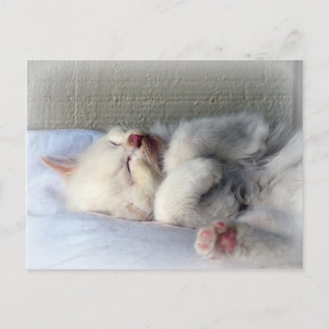 Sömnig Kitten Vykort (Framsida)