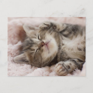 Sömnig Kitten Vykort