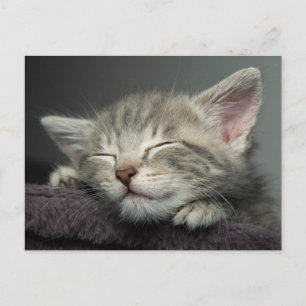 Sömnig Kitten Vykort